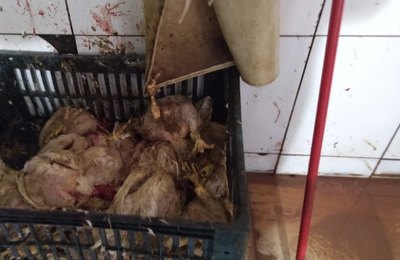 Vigilância Sanitária interdita avícola e apreende quase meia tonelada de alimentos no Jacintinho