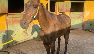 Polícia Civil apreende cavalos de Valdevan Noventa avaliados acima de R$ 1 milhão em Sergipe e São Paulo / Foto: Foto: SSP/SE