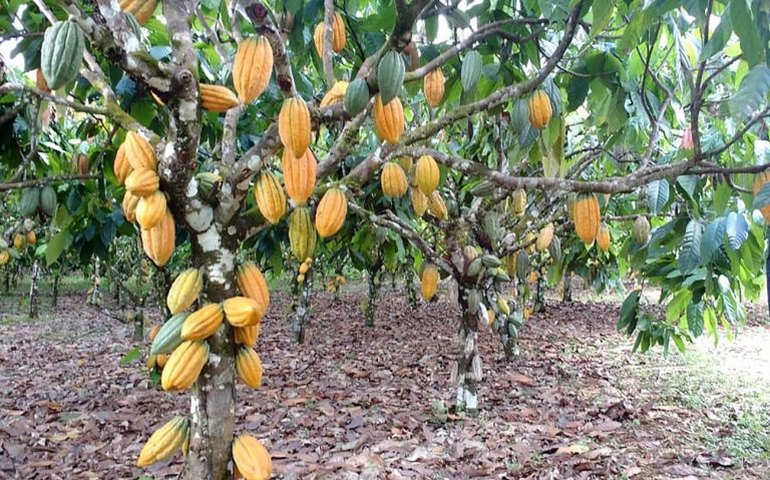 Comissão debate impactos de regras para importação de amêndoas de cacau