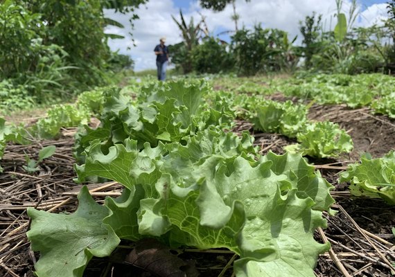 Alagoas reforça fomento a agricultura sustentável