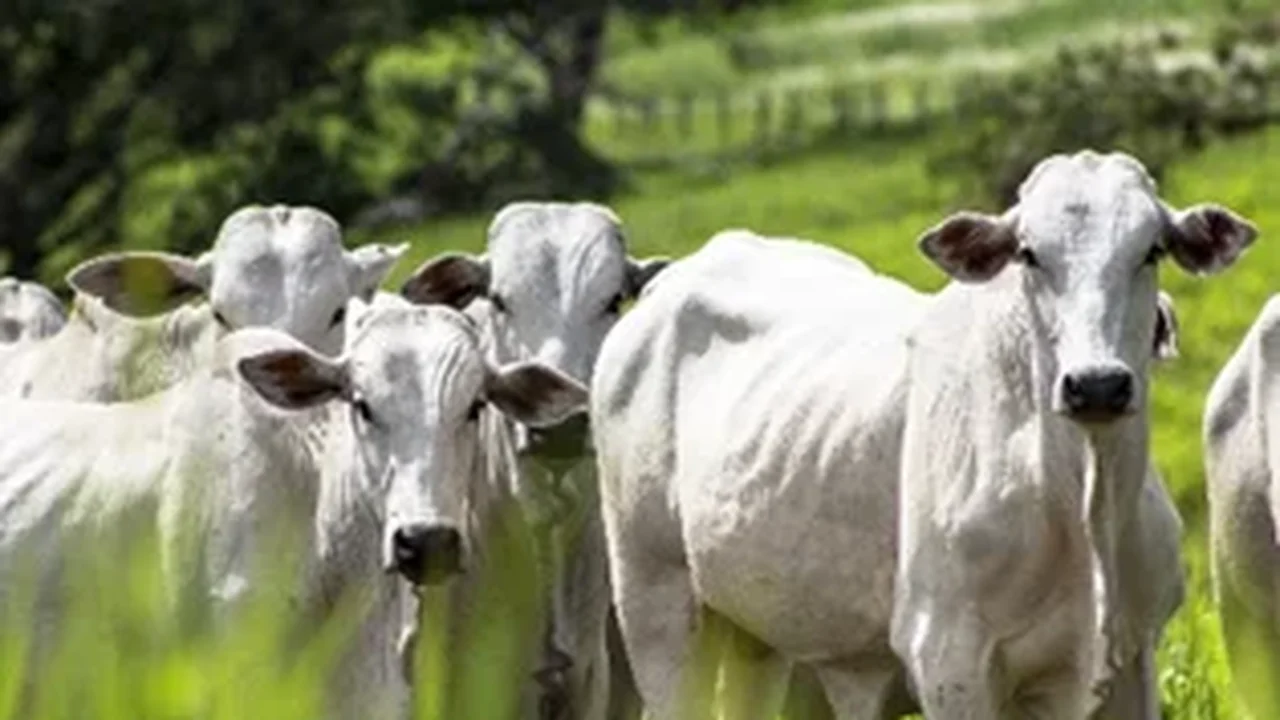 ICC Nutrição Animal conquista certificação de Empresa Amiga do Bem-Estar Animal