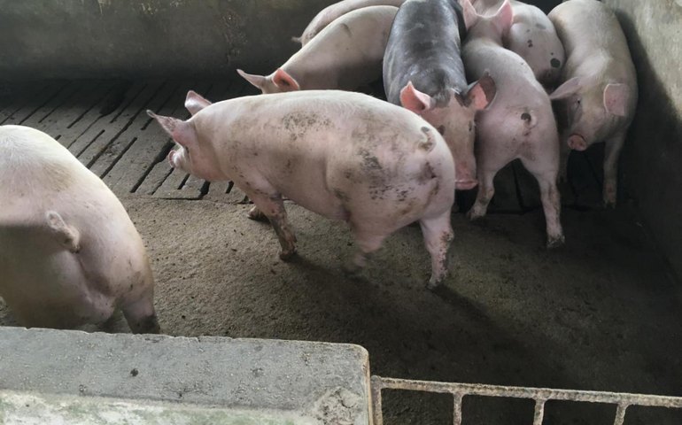 Alagoas inicia 3ª etapa de vacinação contra a Peste Suína Clássica na segunda-feira (28)