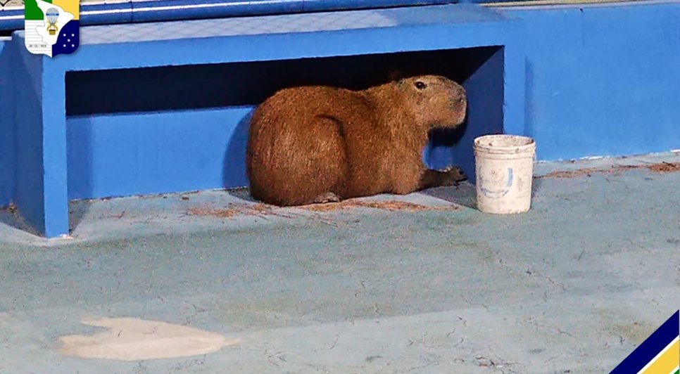 capivara pm / Foto: Foto: PM/SE
