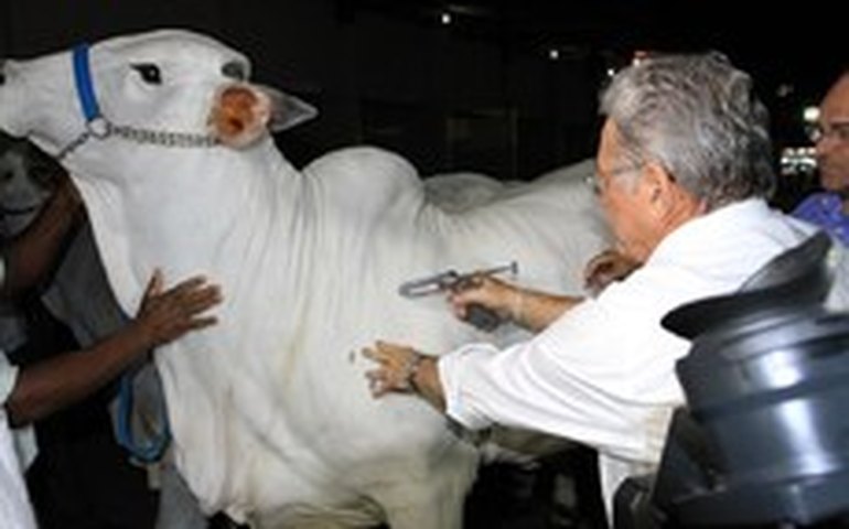 Governador abre segunda etapa de campanha contra aftosa