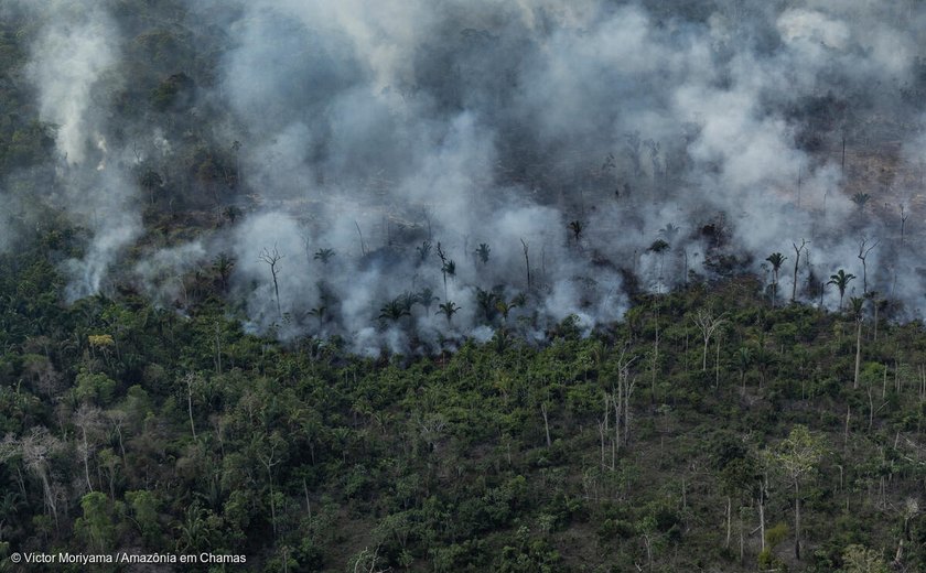 Amazônia em Chamas: Emissão de Gases Cresce 60% em 2024