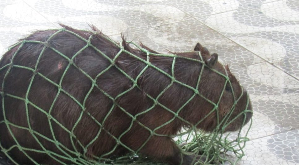 capivara