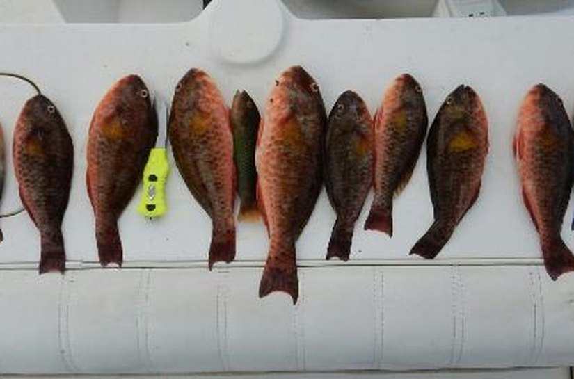 Instituto do Meio Ambiente intensifica fiscalização na Piscina do Amor