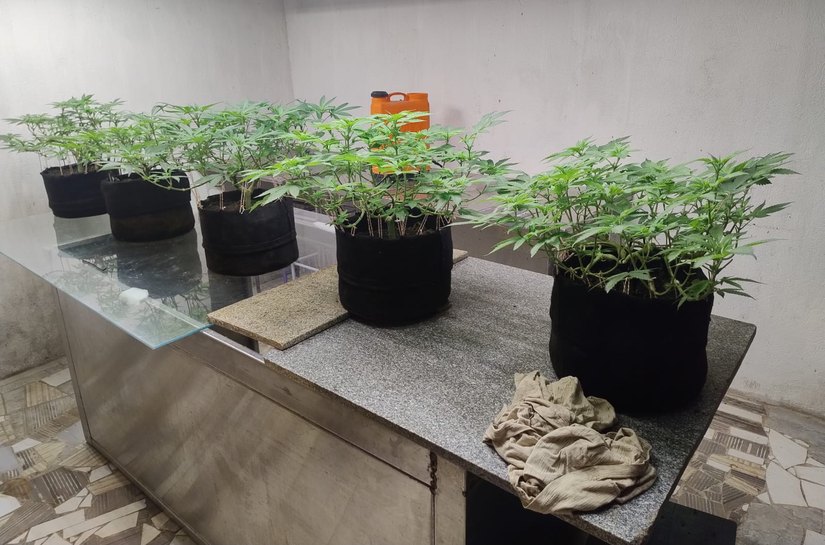 Polícia Civil desmonta laboratório de maconha e prende suspeito, em Maceió