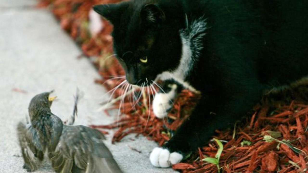 'Máquina de matar pássaros': Nova Zelândia reduz população de gatos para preservar fauna e flora locais