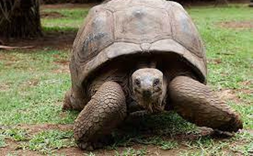 Malásia desmantela 'Gangue das Tartarugas Ninjas' e resgata centenas de animais avaliados em R$ 4,9 milhões