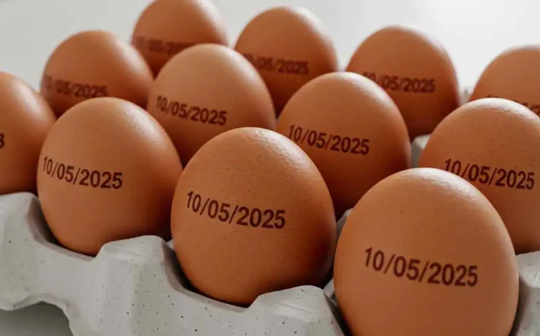 Produção de ovos de galinha teve recorde de 4,67 bilhões de dúzias em 2024, mostra IBGE