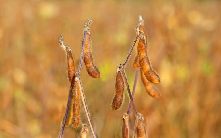 Mapa divulga os períodos de vazio sanitário da soja para 2023
