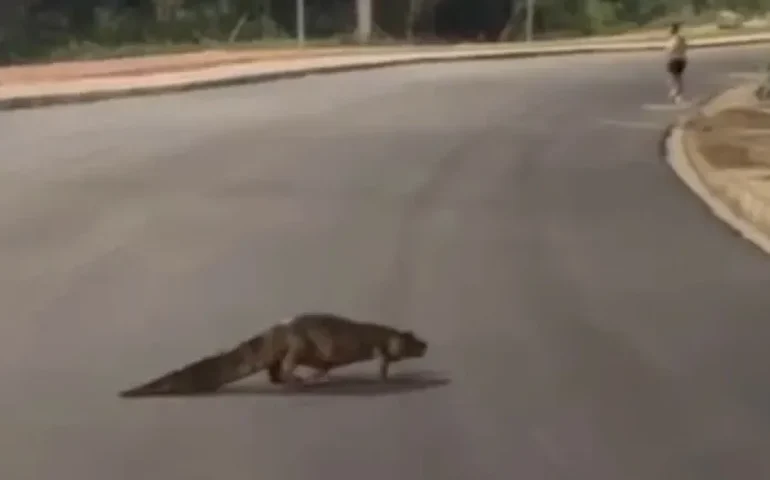 Jacaré é visto circulando no Anel Viário de Arapiraca