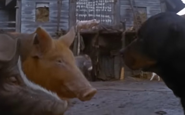 Animação de 'A Revolução dos bichos' ganha primeiro teaser