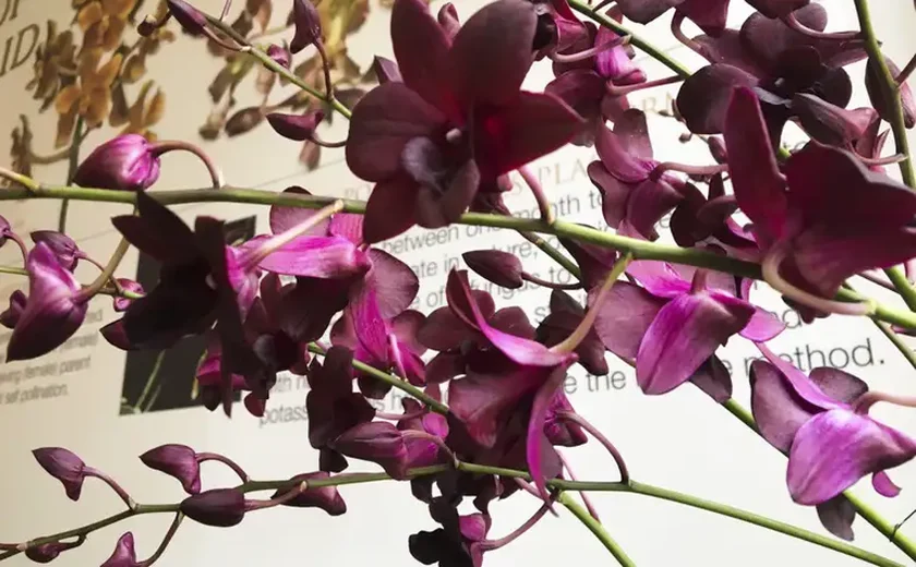 Orquídeas exigem atenção, mas cuidado pode ser mais simples do que parece