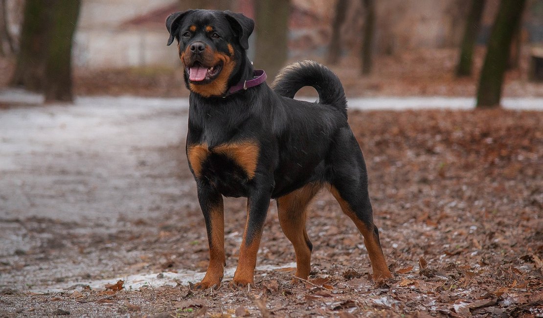 Aumenta atendimento por mordida de cães