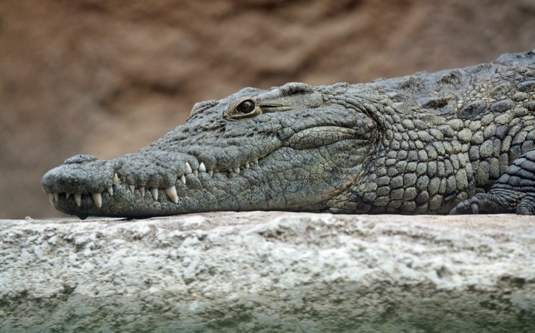 Crocodilos encontram um paraíso no norte da Austrália 