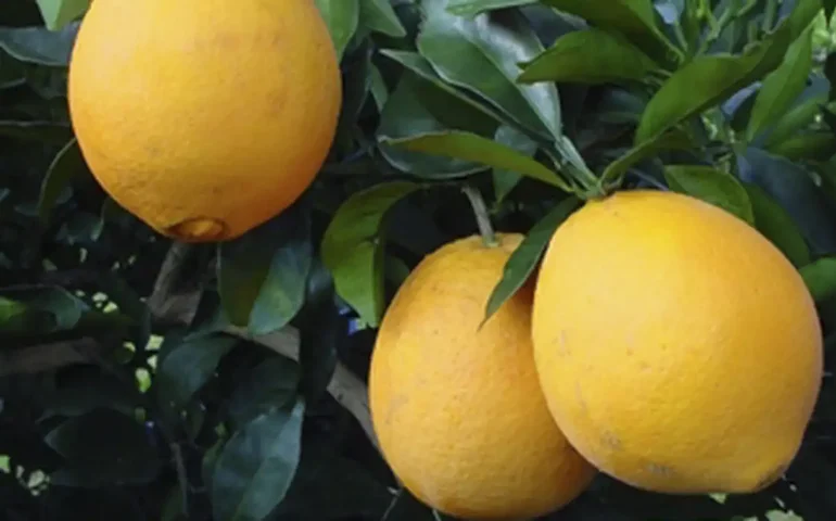 Conheça o superalimento que tem 7 vezes mais vitamina C que a laranja