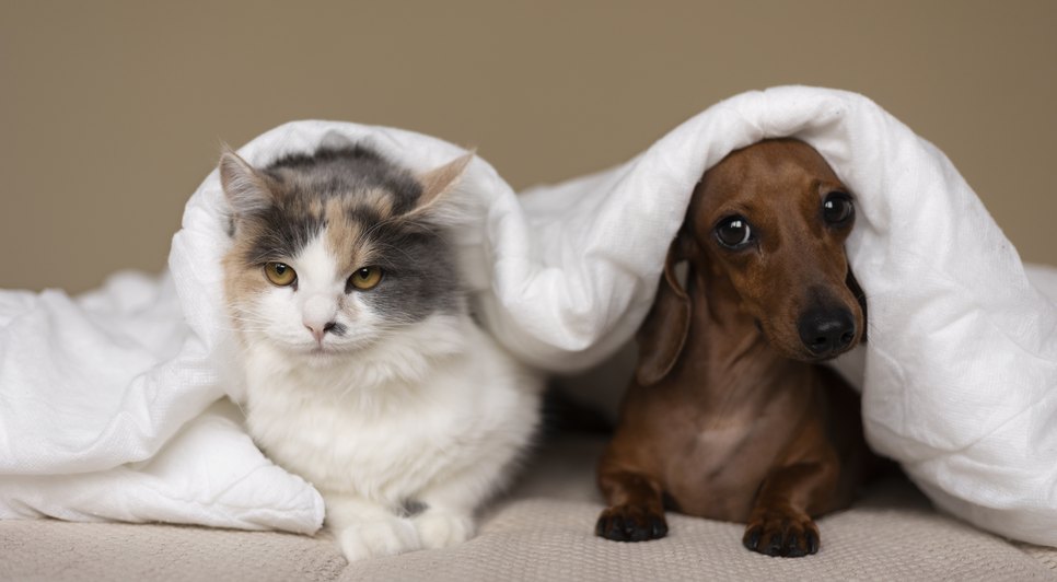 Campanha incentiva abrigo temporário de cães e gatos com auxílio mensal em Aracaju; saiba como participar