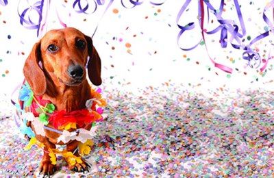 CCZ Arapiraca alerta sobre cuidados com animais de estimação durante o Carnaval