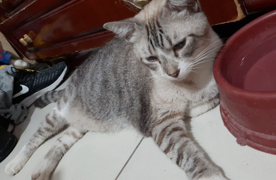 gata Mel em casa