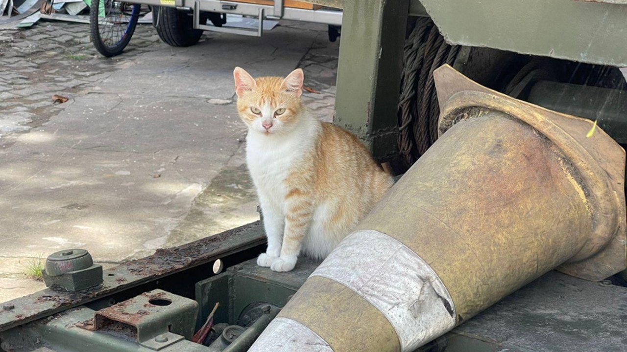 Gabinete da Causa Animal vistoria possível aumento de pets abandonados na orla lagunar do Vergel do Lago