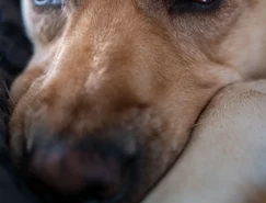 Os animais que passam anos aguardando uma família - Pexels (2).jpg 