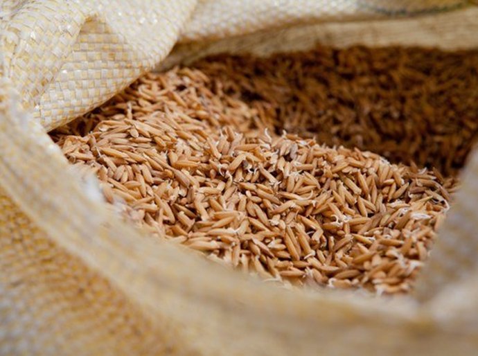 Produtores do Baixo S. Francisco recebem 400 toneladas de sementes de arroz