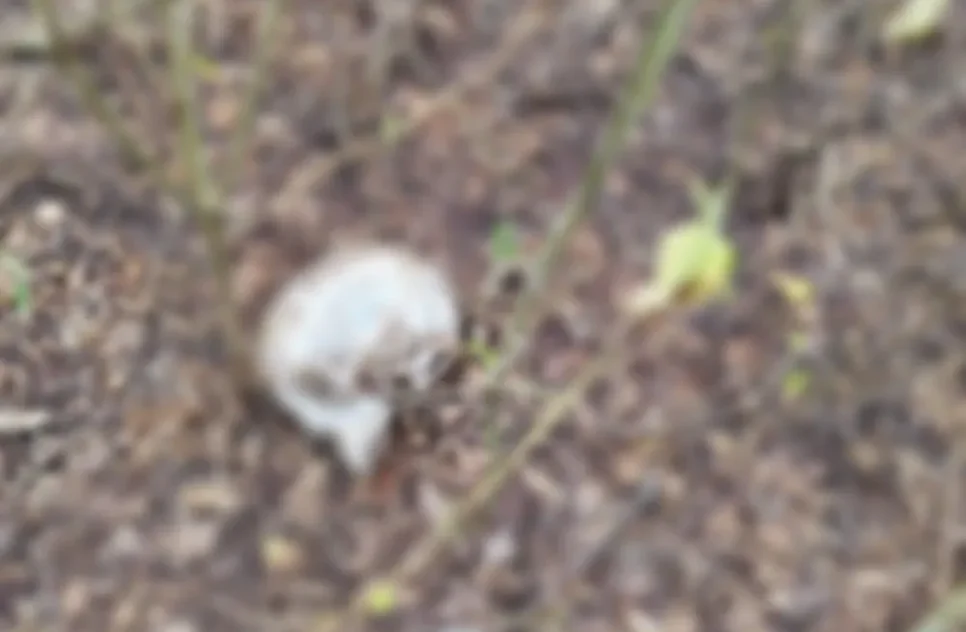 Crânio humano é encontrado próximo de ossada em Itabaiana