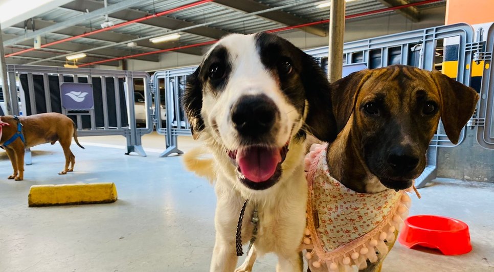 Cerca de 70 animais filhotes e adultos, estarão à espera de um novo lar / Foto: Foto: Divulgação