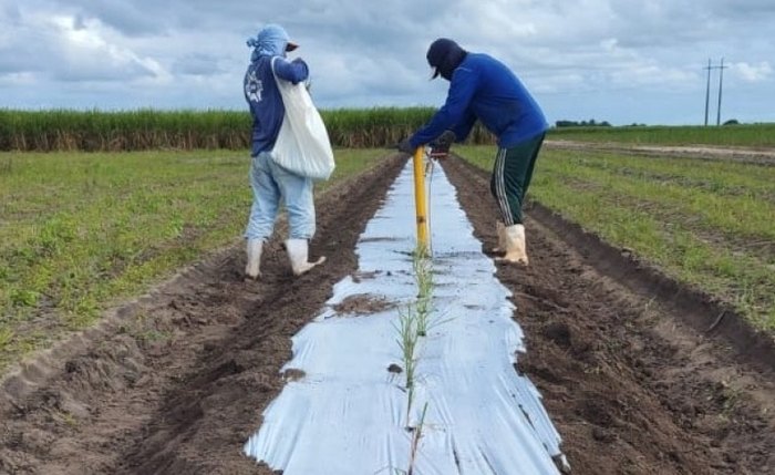 Preparo do campo experimental de fazenda em São Miguel dos Campos