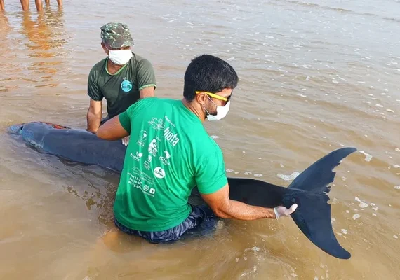 ﻿﻿Golfinho encalha na praia no ﻿município de Coruripe