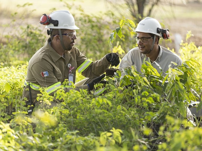 Dia da Caatinga: MVV aumenta área de reserva preservada para 770 campos de futebol
