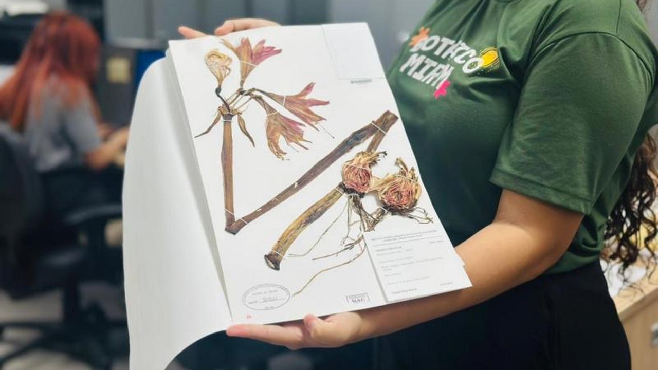Herbário do IMA realiza mostra interativa sobre protagonismo feminino na botânica