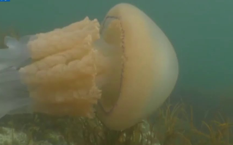 Fotógrafo encontra água-viva gigante no litoral norte de São Paulo