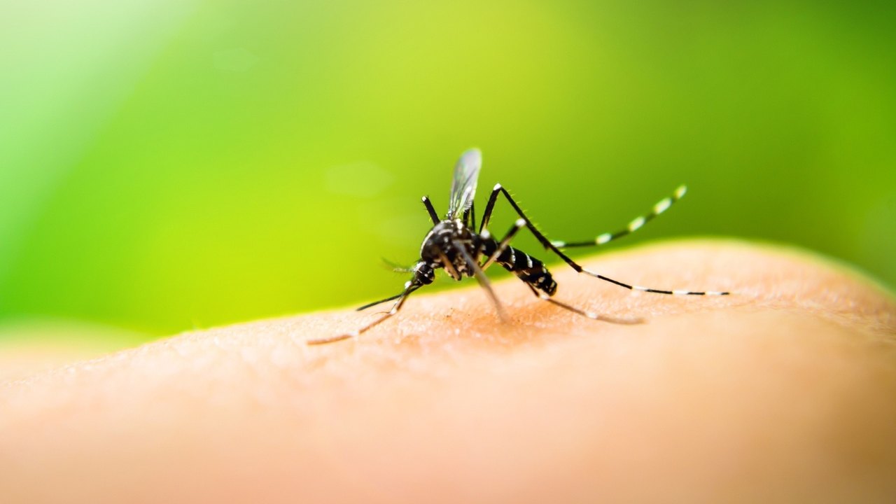 Saúde reforça importância do combate ao mosquito Aedes aegypti
