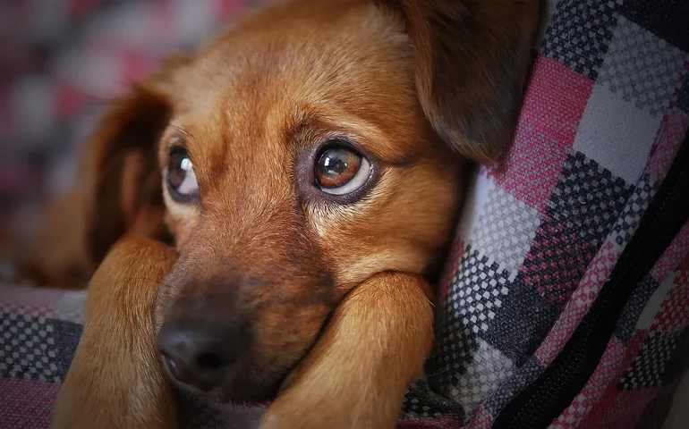O que as convulsões revelam sobre a saúde dos cães