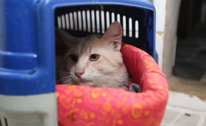 Número de animais maltratados cresceu na pandemia Número de animais maltratados cresceu na pandemia
