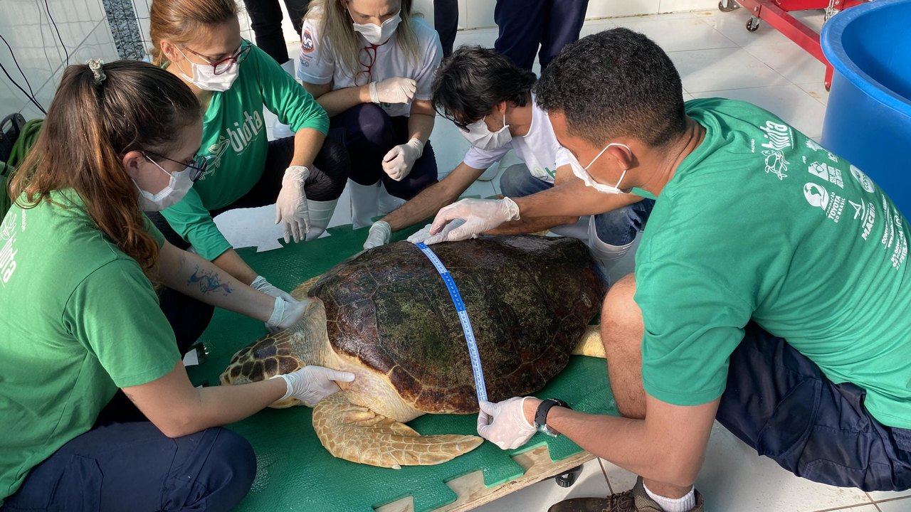 Parceria entre IMA e Biota resulta na soltura de tartaruga marinha em Guaxuma
