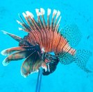 Pesquisadores monitoram possível inovação de peixe-leão em Penedo