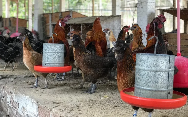 Uesb expande distribuição de genética de aves para produtores baianos
