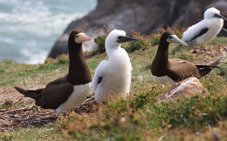 Sancionado crédito de R$ 200 milhões para combate à gripe aviária silvestre