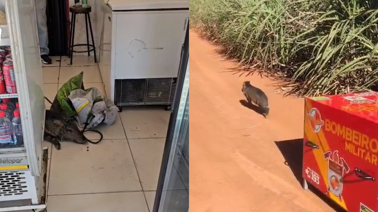 Javali invade açougue no centro de Morrinhos e vídeo viraliza nas redes