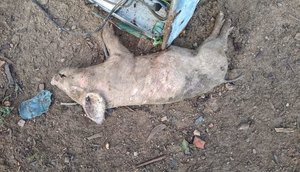 PORCO MORTO EM BOQUIM / Foto: Internauta