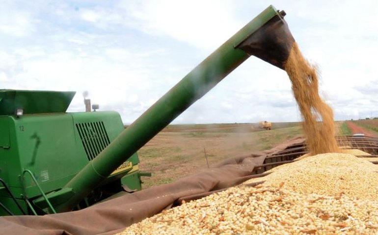 Produção de grãos: Conab estima crescimento de 8,3% na safra 2024-2025