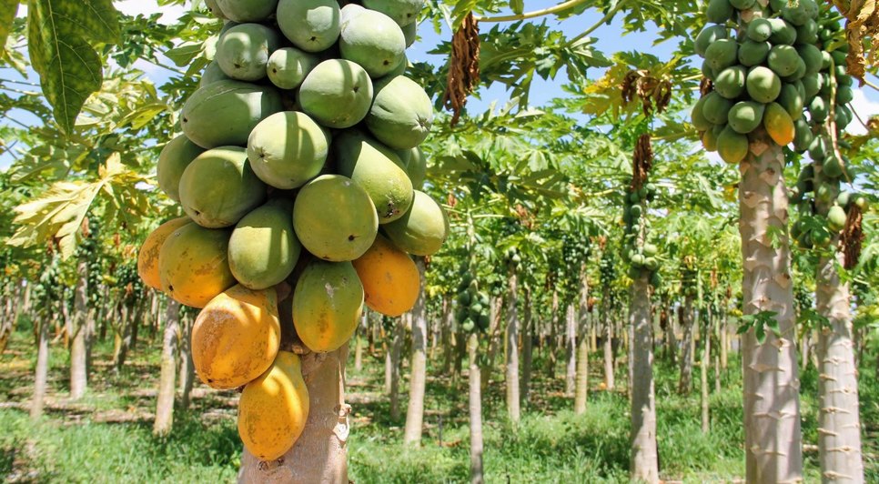 MAMOEIRO MAMÃO / Foto: Agência Sergipe de Notícias