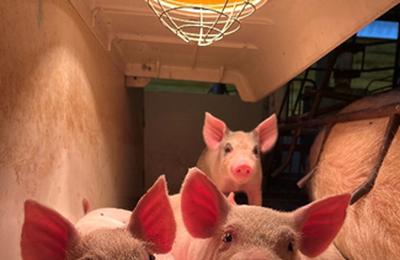 3º Concurso Fotográfico Bacon Lovers abre inscrições e terá iPhone 17 como prêmio
