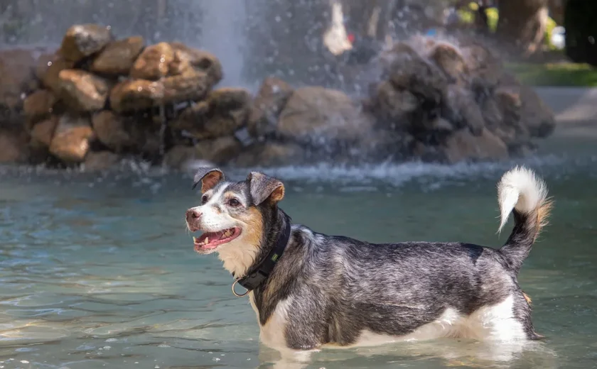 Onda de calor ameaça a saúde dos animais e especialistas alertam para cuidados cruciais