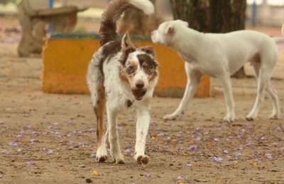 Ministério do Meio Ambiente cria grupo de trabalho para proteção dos direitos animais