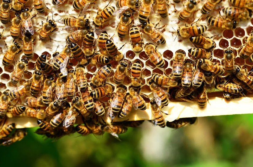 Dia Nacional das Abelhas: Rota do Mel impulsiona renda e preservação ambiental